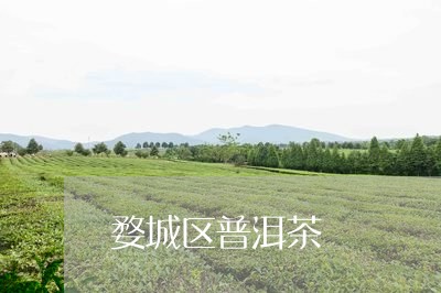 婺城区普洱茶/2023081815938