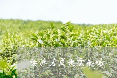 婺源茗眉是贡茶吗/2023090713915