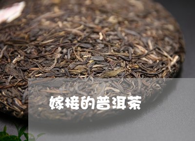 嫁接的普洱茶/2023042842228