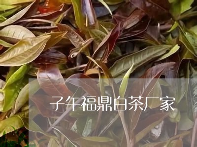 子午福鼎白茶厂家/2023112597170