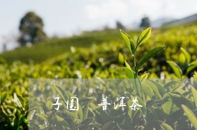 子圆荘普洱茶/2023090603935