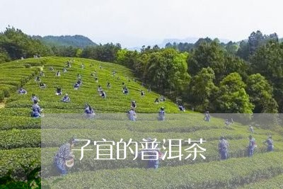 子宜的普洱茶/2023042527180