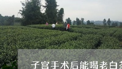 子宫手术后能喝老白茶吗/2023102427240