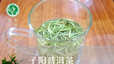 子阳普洱茶/2023081736069