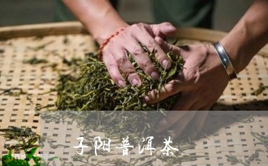 子阳普洱茶/2023102580594