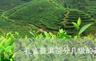 孔雀普洱茶分几级的茶/2023120683046