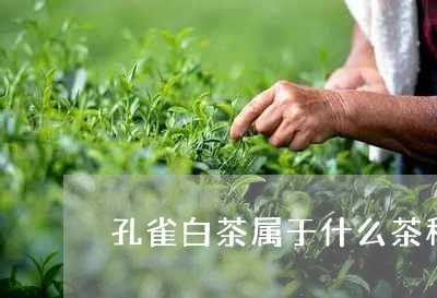 孔雀白茶属于什么茶种/2023093092724