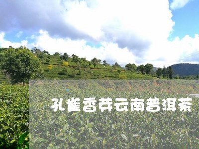 孔雀香芽云南普洱茶/2023080295139