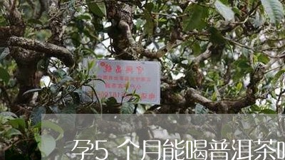 孕5个月能喝普洱茶吗/2023092695280