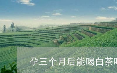 孕三个月后能喝白茶吗/2023093004181