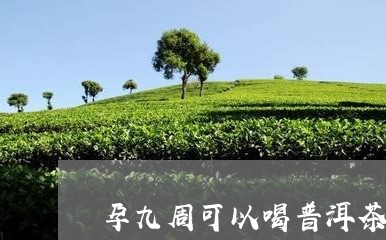 孕九周可以喝普洱茶吗/2023092799281