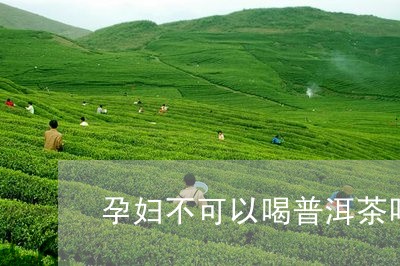 孕妇不可以喝普洱茶吗/2023092997248