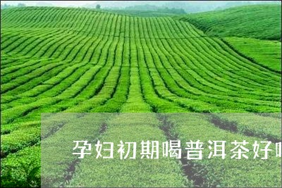 孕妇初期喝普洱茶好吗/2023100800504