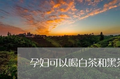 孕妇可以喝白茶和黑茶么/2023102489382