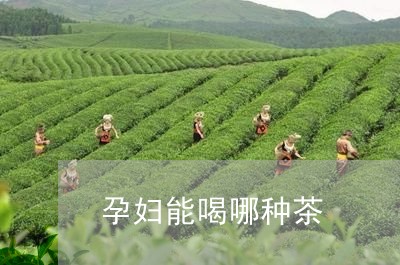 孕妇能喝哪种茶/2023042952658