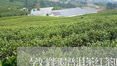 孕妇能喝普洱茶红茶吗/2023062307258