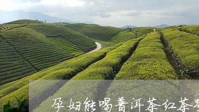 孕妇能喝普洱茶红茶嘛/2023120649492