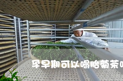 孕早期可以喝胎菊茶吗/2023071400834