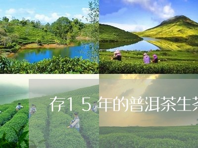 存15年的普洱茶生茶/2023062438499