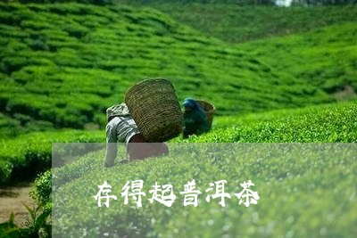 存得起普洱茶/2023042749441