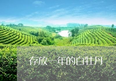 存放一年的白牡丹/2023090529482