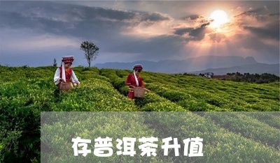 存普洱茶升值/2023042791211