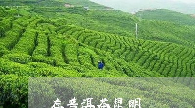 存普洱茶昆明/2023042638346