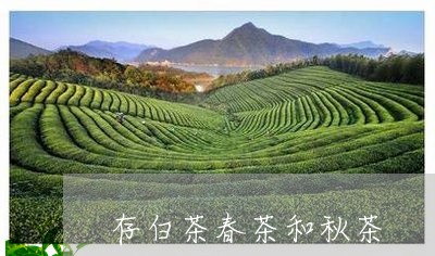 存白茶春茶和秋茶/2023061891606