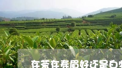 存茶存寿眉好还是白牡丹/2023092225839