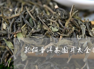 孙俪普洱茶图片大全集图/2023110562835