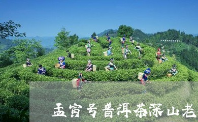 孟寅号普洱茶深山老树/2023121636149