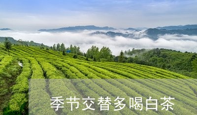 季节交替多喝白茶/2023061825148