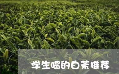 学生喝的白茶推荐/2023061877369