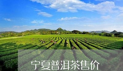 宁夏普洱茶售价/2023121630593