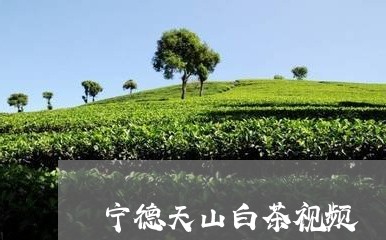 宁德天山白茶视频/2023061823736