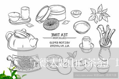 宁德太姥山白茶茶厂地址/2023102475037