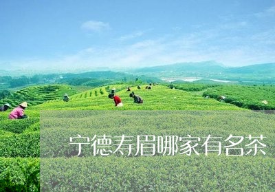 宁德寿眉哪家有名茶/2023091323814