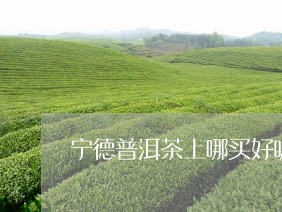 宁德普洱茶上哪买好呢/2023110368371