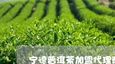 宁德普洱茶加盟代理商/2023061427371