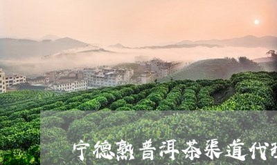 宁德熟普洱茶渠道代理/2023061438712