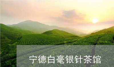 宁德白毫银针茶馆/2023061803715