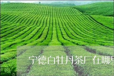 宁德白牡丹茶厂在哪里/2023120984068