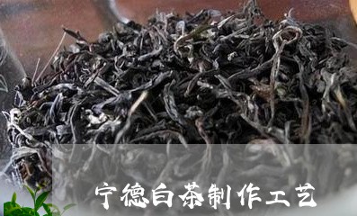 宁德白茶制作工艺/2023061802932