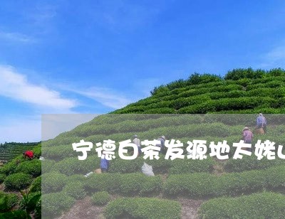 宁德白茶发源地太姥山/2023093007292