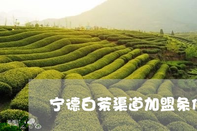 宁德白茶渠道加盟条件/2023093040693