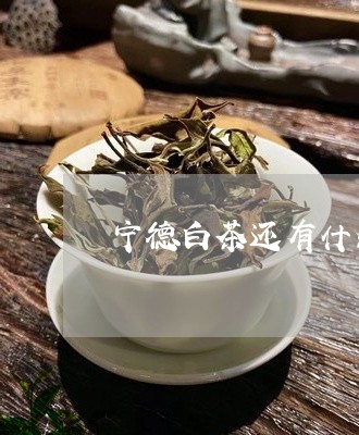 宁德白茶还有什么茶好喝/2023063051703