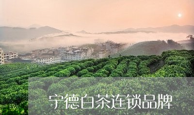 宁德白茶连锁品牌/2023061822505