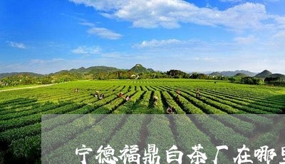 宁德福鼎白茶厂在哪里/2023091530694