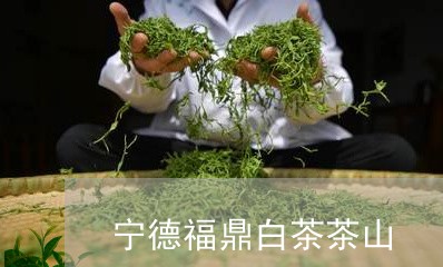 宁德福鼎白茶茶山/2023061887240