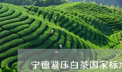 宁德紧压白茶国家标准/2023093062846